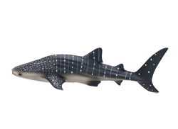 �W���x�C�U��