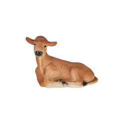 ジャージー牛(仔)