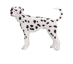 ダルメシアン