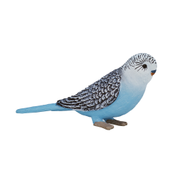 セキセイインコ(ブルー)