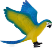 ルリコンゴウインコ